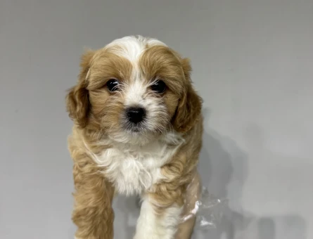 Evinizin bebeği maltipoo yavrular - 6656