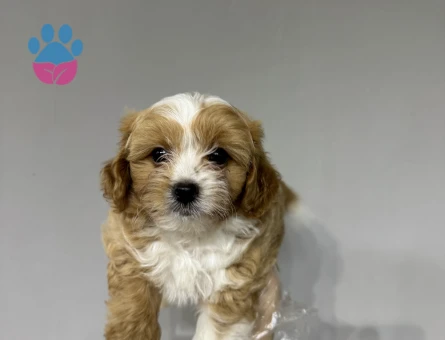 Evinizin bebeği maltipoo yavrular