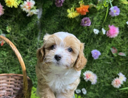 Çift renk maltipoo bebekler - 6657