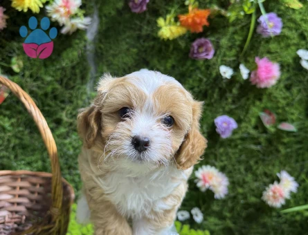 Çift renk maltipoo bebekler