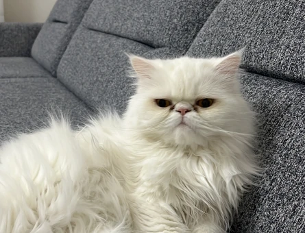 British Shorthair Yuva aranıyor minik oğluma - 6658