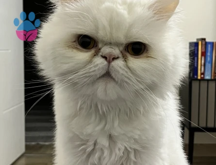British Shorthair Yuva aranıyor minik oğluma