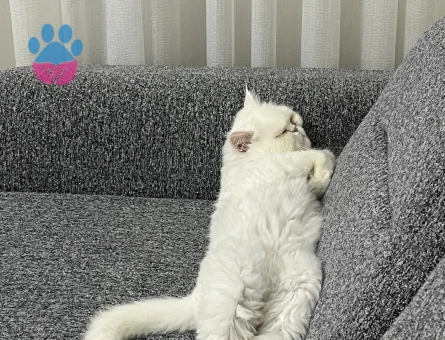 British Shorthair Yuva aranıyor minik oğluma