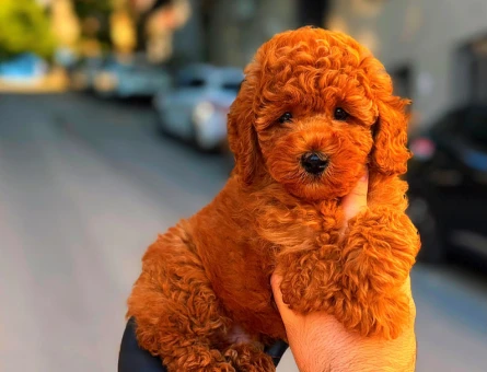 Kore Poodle bebeklerimiz - 6660