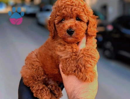 Kore Poodle bebeklerimiz
