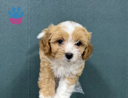 Evinizin bebeği maltipoo yavruları