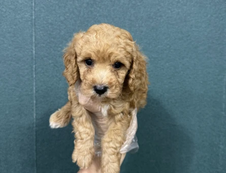 Evinizin bebeği maltipoo - 6662