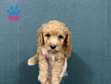 Evinizin bebeği maltipoo