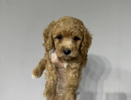 Mini maltipoo bebekler - 6664