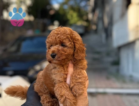 Birbirinden şirin bebekler kore Poodle - 6663