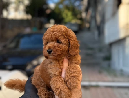 Birbirinden şirin bebekler kore Poodle - 6663