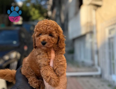 Birbirinden şirin bebekler kore Poodle