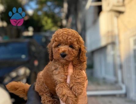 Birbirinden şirin bebekler kore Poodle
