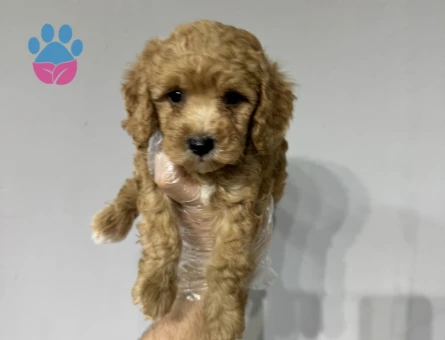 Mini maltipoo bebekler