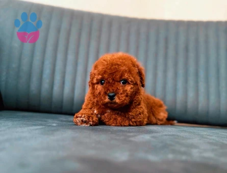 Güzel bebekler Poodle - 6665