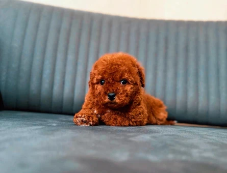 Güzel bebekler Poodle - 6665