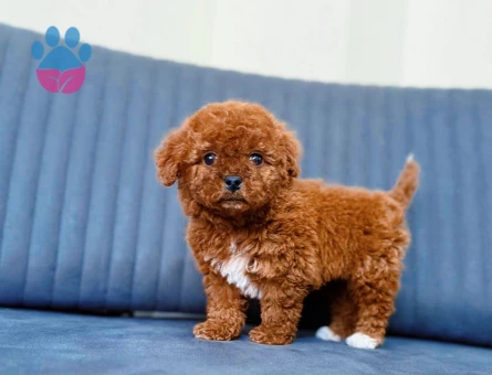 Güzel bebekler Poodle