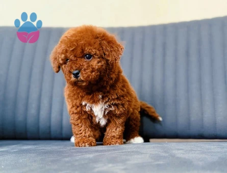 Güzel bebekler Poodle