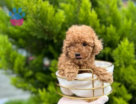 Kore Poodle bebekler
