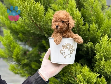 Kore Poodle bebekler