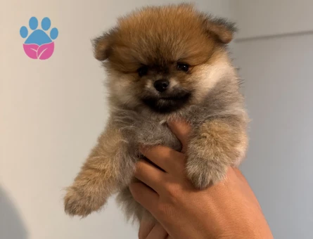 POMERANİAN BOO (AYI SURAT)