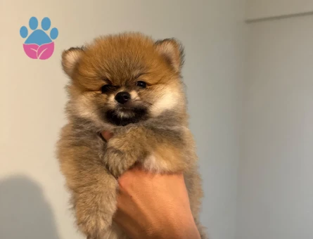 POMERANİAN BOO (AYI SURAT)