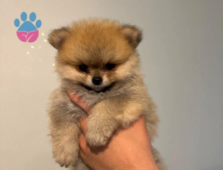 POMERANİAN BOO (AYI SURAT)