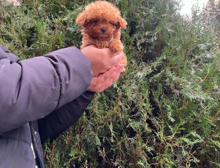 Hi̇poalerjeni̇k Toy Poodle Bebekleri̇mi̇z - 6670