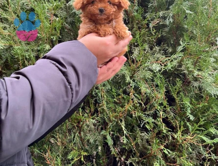 Hi̇poalerjeni̇k Toy Poodle Bebekleri̇mi̇z