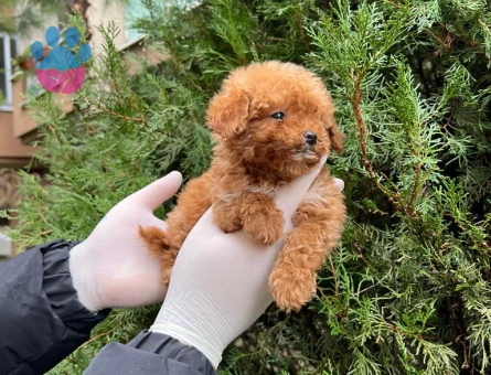 Hi̇poalerjeni̇k Toy Poodle Bebekleri̇mi̇z