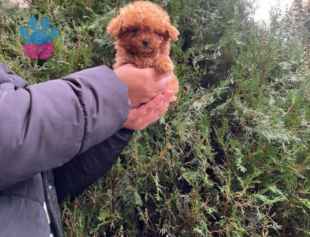 Hi̇poalerjeni̇k Toy Poodle Bebekleri̇mi̇z