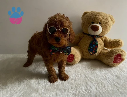 Çocuklarin Mutluluğu Toy Poodle Bebekleri̇m