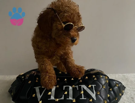 Çocuklarin Mutluluğu Toy Poodle Bebekleri̇m - 6672