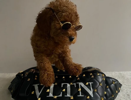 Çocuklarin Mutluluğu Toy Poodle Bebekleri̇m - 6672