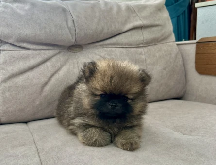 Erkek Pomeranian Son Erkek Teddy Bear yavrumuz yeni ailesini arıyor. - 6673