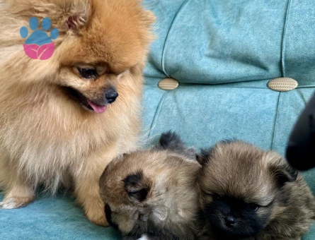 Erkek Pomeranian Son Erkek Teddy Bear yavrumuz yeni ailesini arıyor.