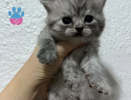 1 Yaşında British longhair Yuva Arıyor - 6675