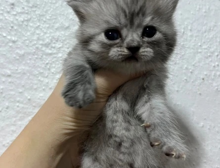 1 Yaşında British longhair Yuva Arıyor - 6675