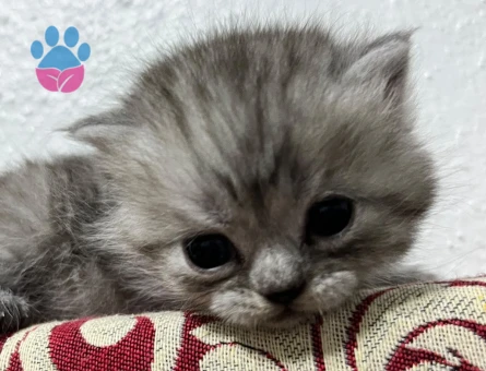 1 Yaşında British longhair Yuva Arıyor