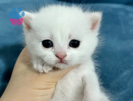 1 Yaşında British longhair Yuva Arıyor