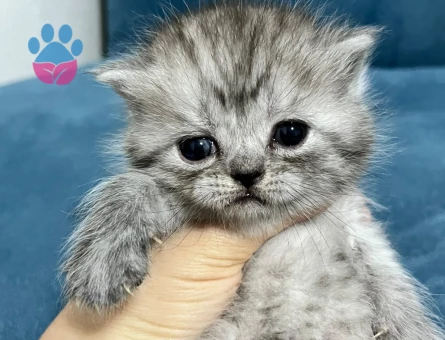 1 Yaşında British longhair Yuva Arıyor