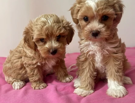 ÇOK ÖZEL MALTİPOO YAVRULARIMIZ - 6677