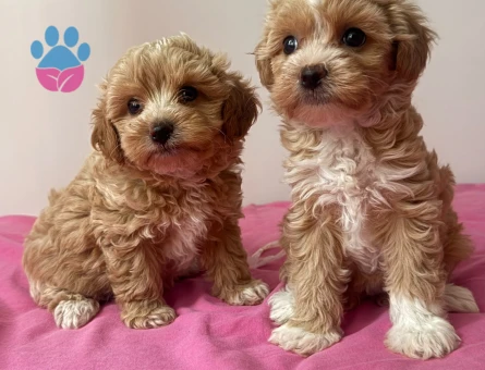 ÇOK ÖZEL MALTİPOO YAVRULARIMIZ