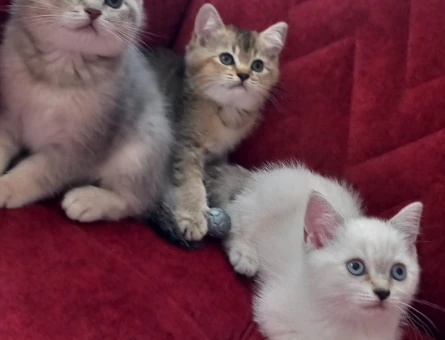British Shorthair 2 Aylık Dişi ve Erkek