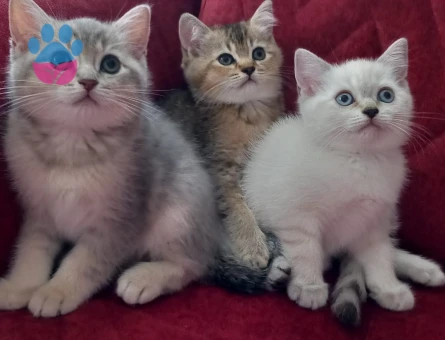 British Shorthair 2 Aylık Dişi ve Erkek