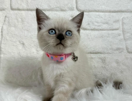 2 Aylık British Shorthair Bluepoint Dişi