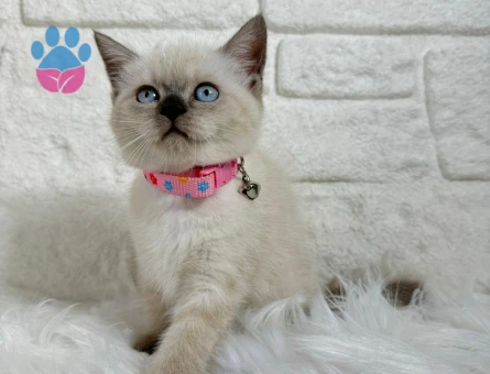 2 Aylık British Shorthair Bluepoint Dişi