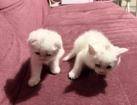 1 Aylık British Shorthair Kediler