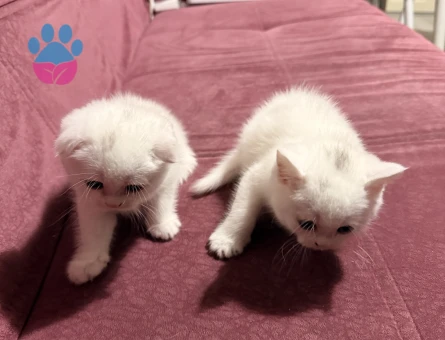 1 Aylık British Shorthair Kediler
