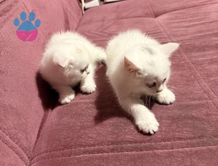 1 Aylık British Shorthair Kediler